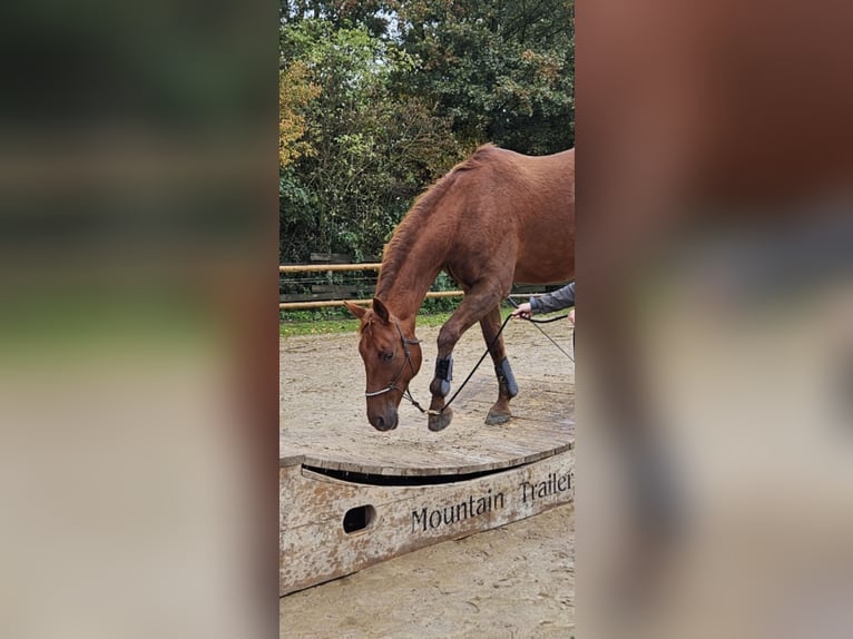 Hanoverian Mare 17 years 15,2 hh Chestnut-Red in Mettingen