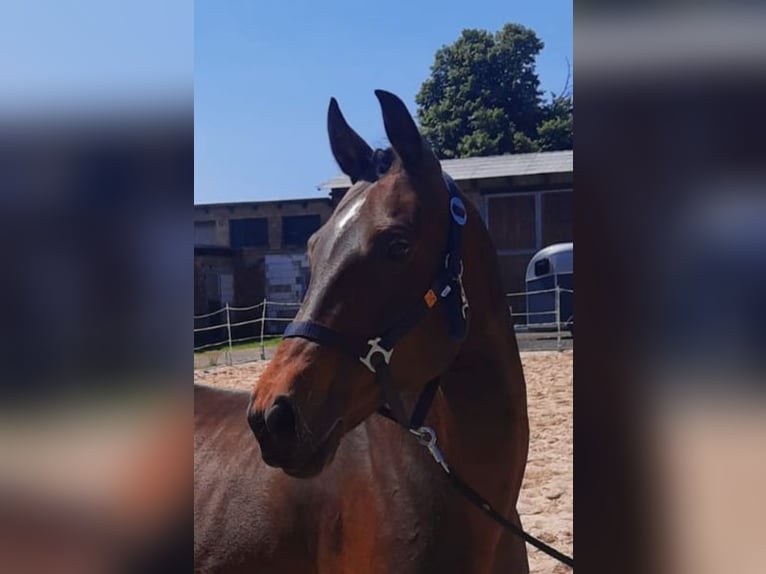 Hanoverian Mare 17 years 15,3 hh Brown in Möllendorf