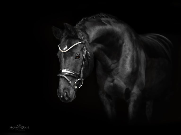 Hanoverian Mare 17 years 15,3 hh in Moringen