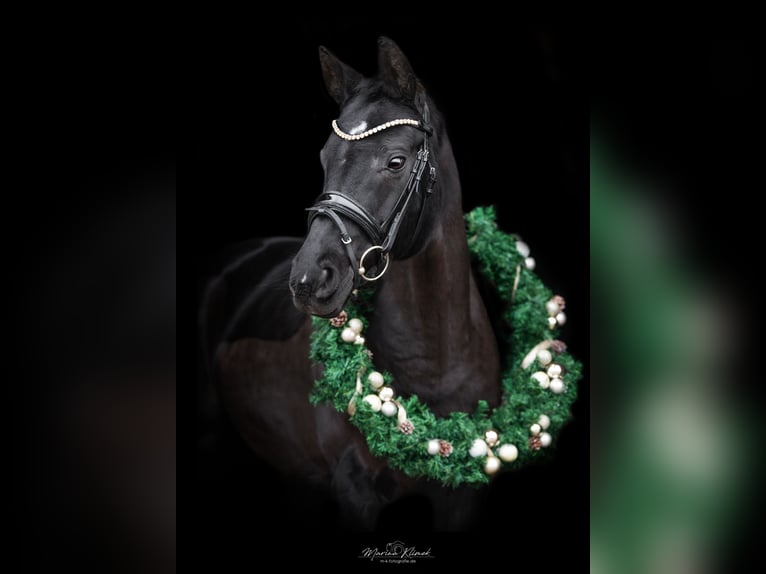 Hanoverian Mare 17 years 15,3 hh in Moringen