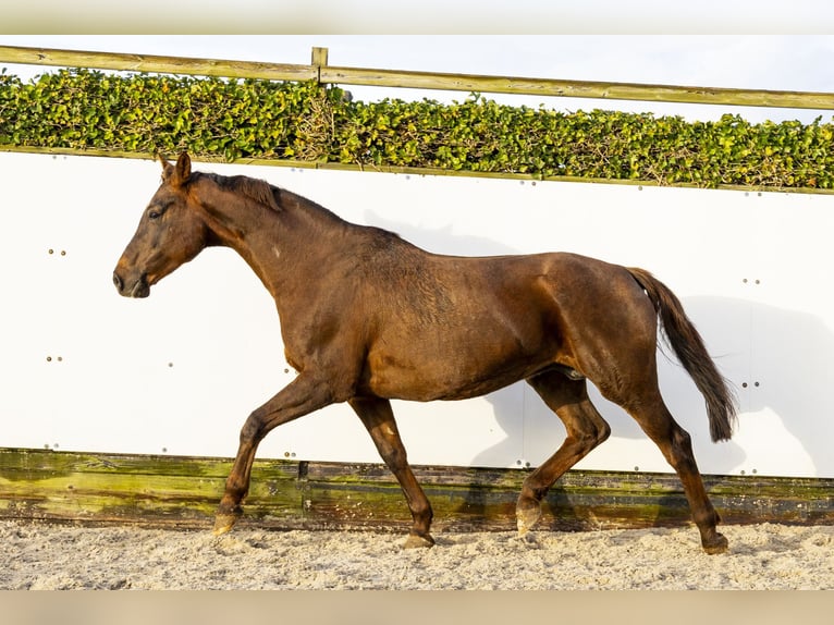 Hanoverian Mare 17 years 16,1 hh Bay-Dark in Waddinxveen