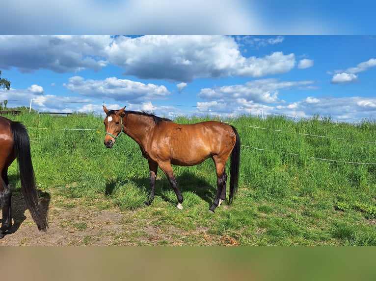 Hanoverian Mare 17 years 16,1 hh Brown in Gorleben Meetschow