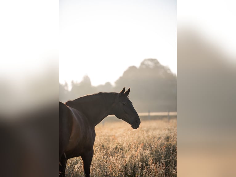 Hanoverian Mare 17 years 16.1 hh Brown in Illertissen