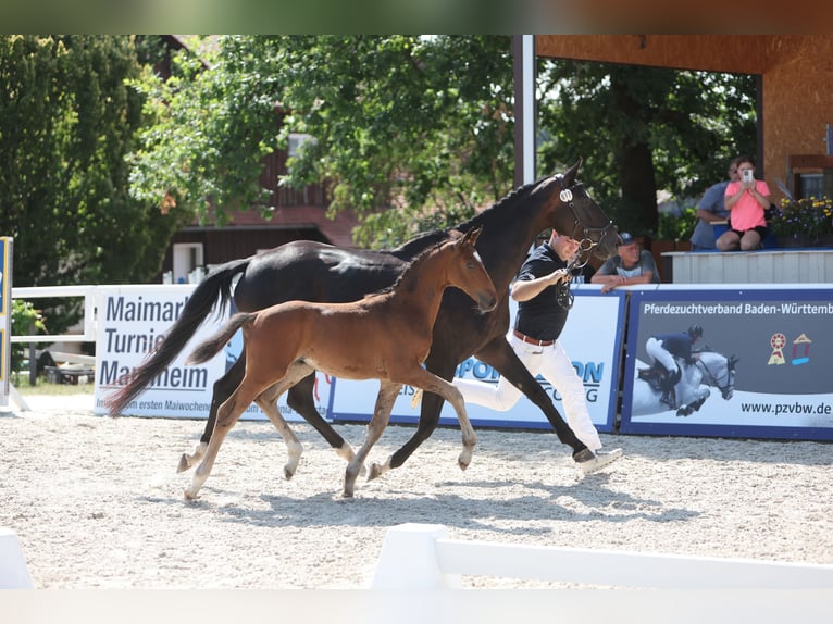 Hanoverian Mare 17 years 16.1 hh Brown in Illertissen