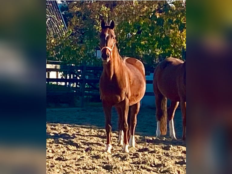 Hanoverian Mare 17 years 16,1 hh Chestnut in Nordhorn