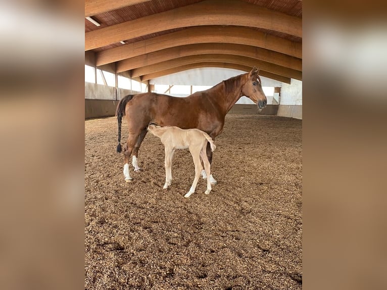 Hanoverian Mare 17 years 16,1 hh Chestnut in Nordhorn