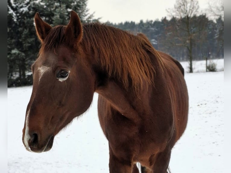 Hanoverian Mare 17 years 16.1 hh Chestnut-Red in Lutherstadt Wittenberg