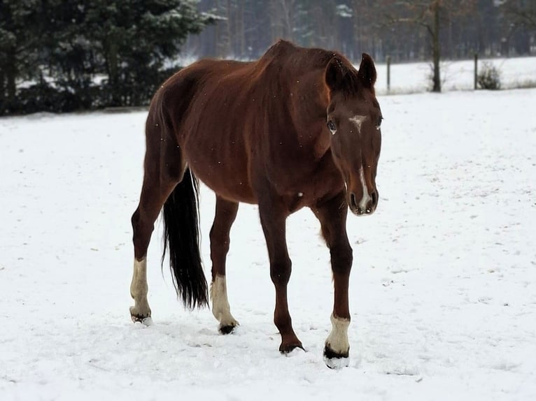 Hanoverian Mare 17 years 16.1 hh Chestnut-Red in Lutherstadt Wittenberg