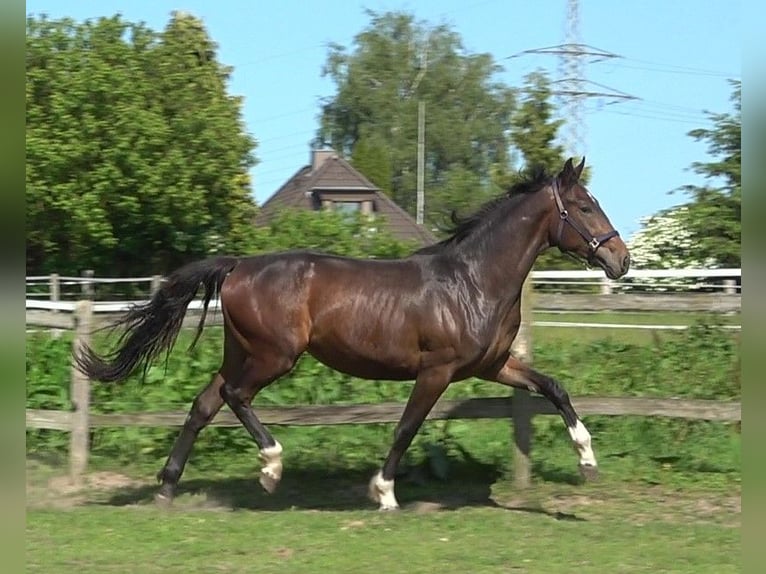 Hanoverian Mare 17 years 16,2 hh Bay-Dark in Ratekau