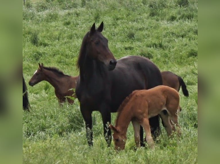 Hanoverian Mare 17 years 16,2 hh Bay-Dark in Ratekau