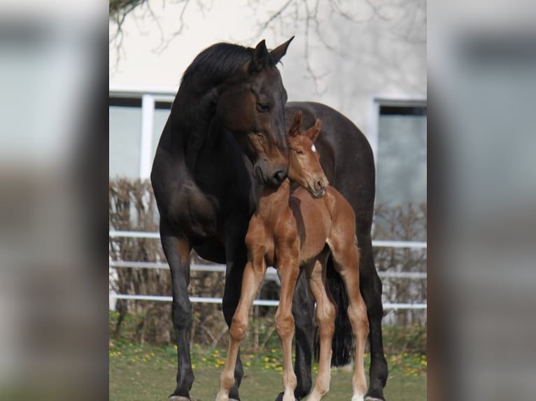 Hanoverian Mare 17 years 16,2 hh Bay-Dark in Ratekau