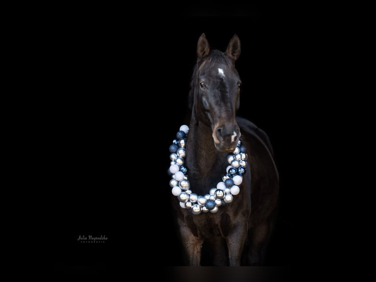 Hanoverian Mare 17 years 16.2 hh Bay-Dark in Pinneberg