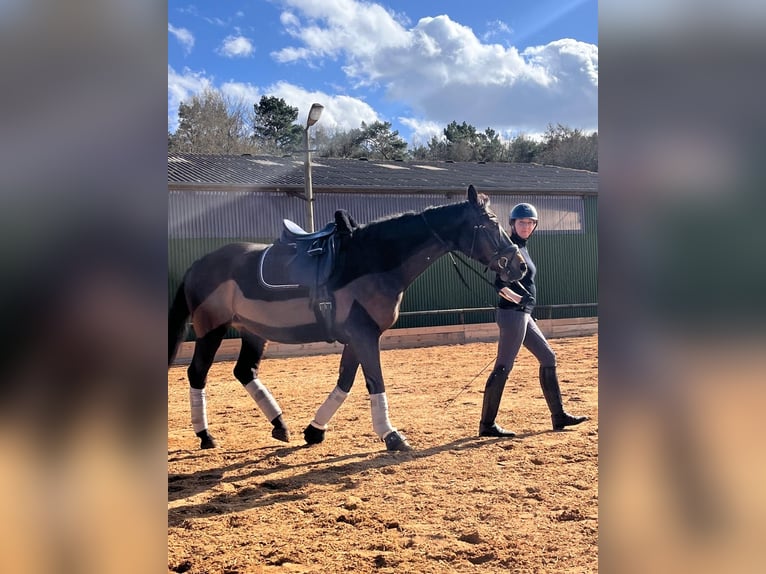 Hanoverian Mare 17 years 16.2 hh Bay-Dark in Pinneberg