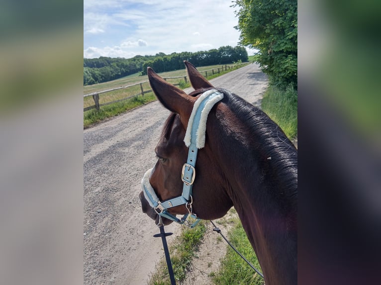 Hanoverian Mare 17 years 16.2 hh Bay-Dark in Wahlstorf