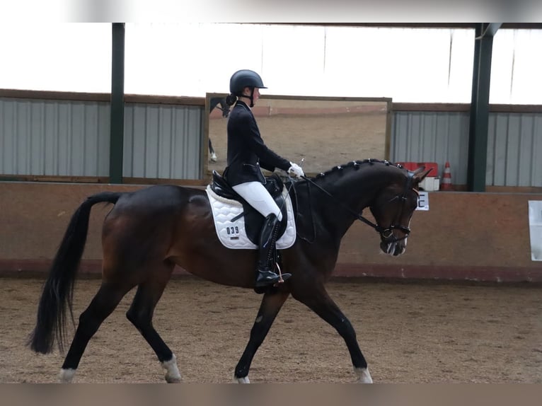 Hanoverian Mare 17 years 16.2 hh Bay-Dark in Wahlstorf