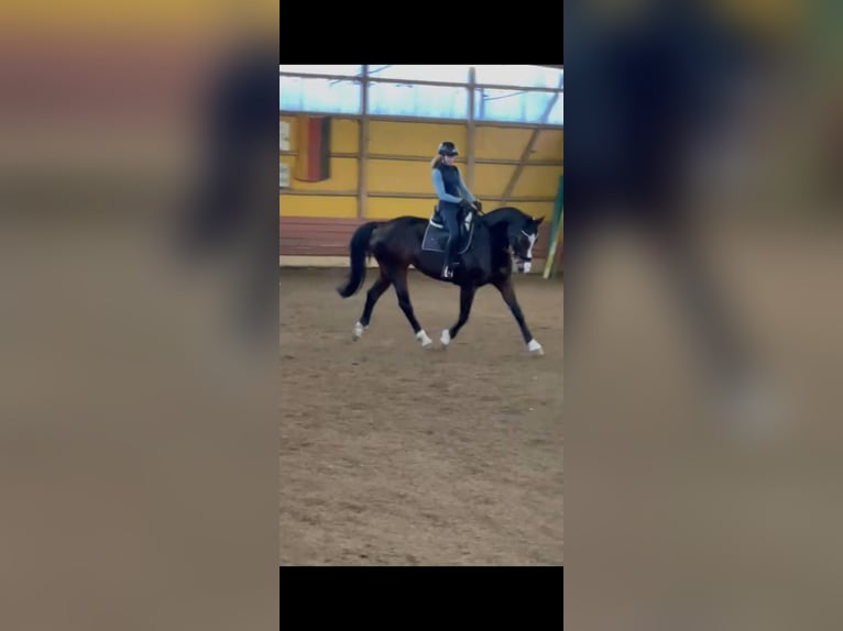 Hanoverian Mare 17 years 16.2 hh Bay-Dark in Wahlstorf