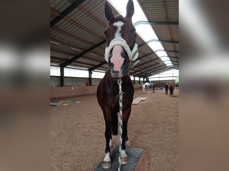 Hanoverian Mare 17 years 16.2 hh Bay-Dark in Wahlstorf