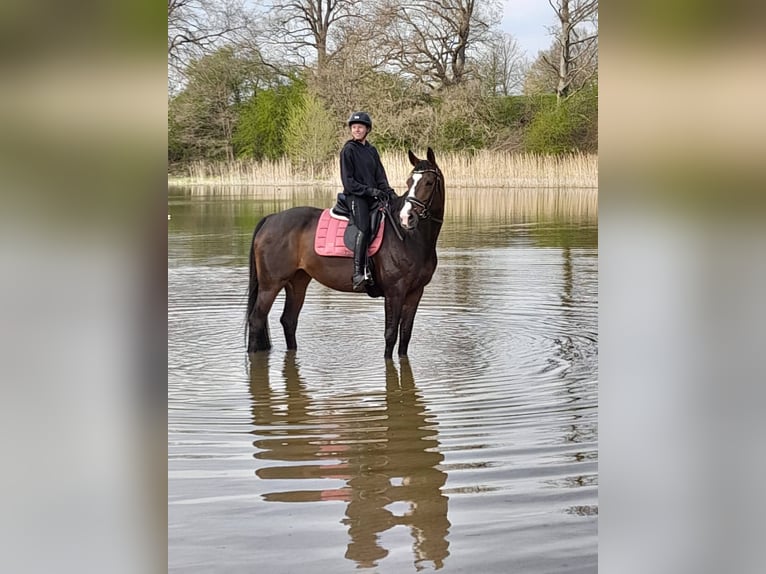 Hanoverian Mare 17 years 16.2 hh Bay-Dark in Wahlstorf