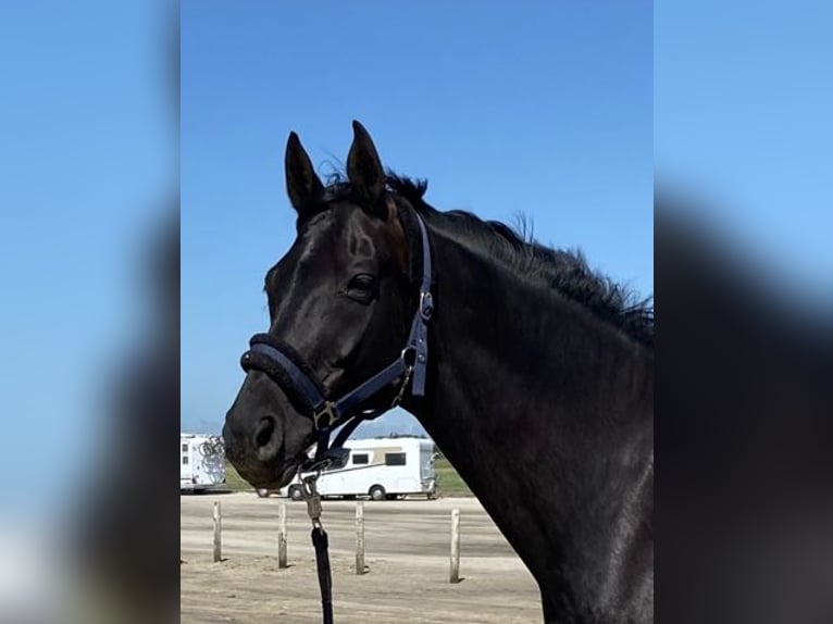 Hanoverian Mare 17 years 16.2 hh Black in Wedel
