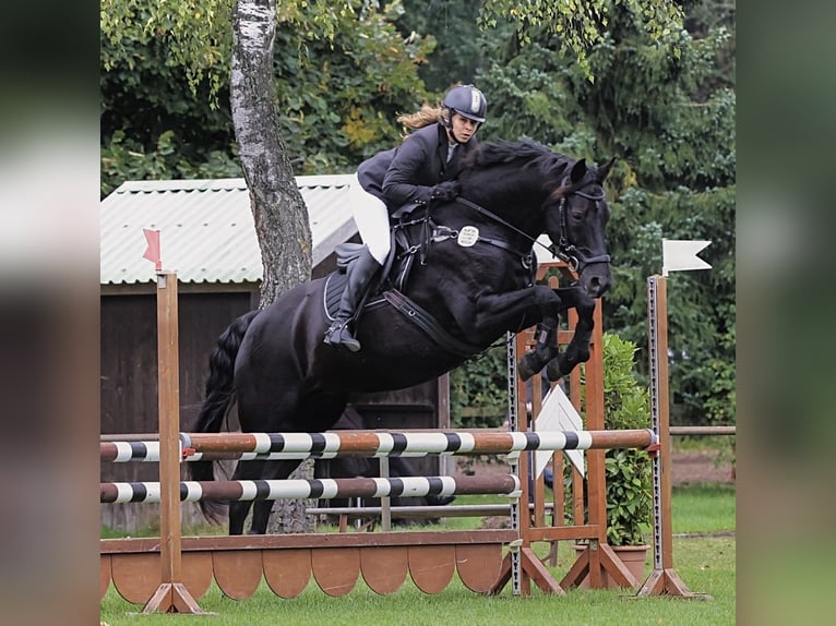 Hanoverian Mare 17 years 16.2 hh Black in Wedel