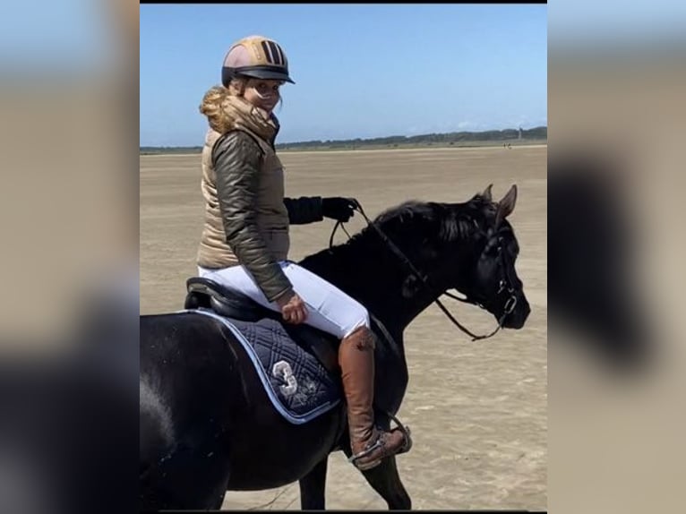 Hanoverian Mare 17 years 16.2 hh Black in Wedel
