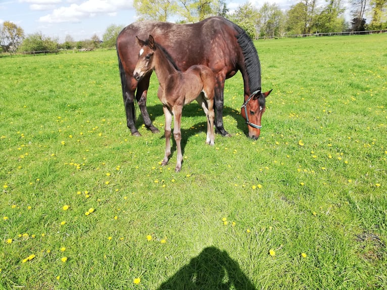 Hanoverian Mare 17 years 16,2 hh Brown in Oyten