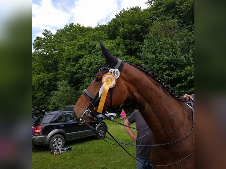 Hanoverian Mare 17 years 16.2 hh Brown in Wallenhorst