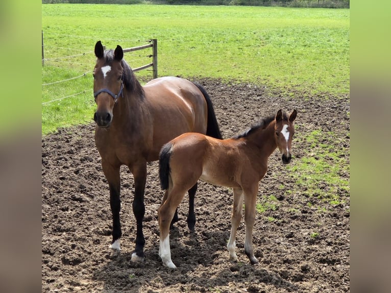 Hanoverian Mare 17 years 16.2 hh Brown in Wallenhorst