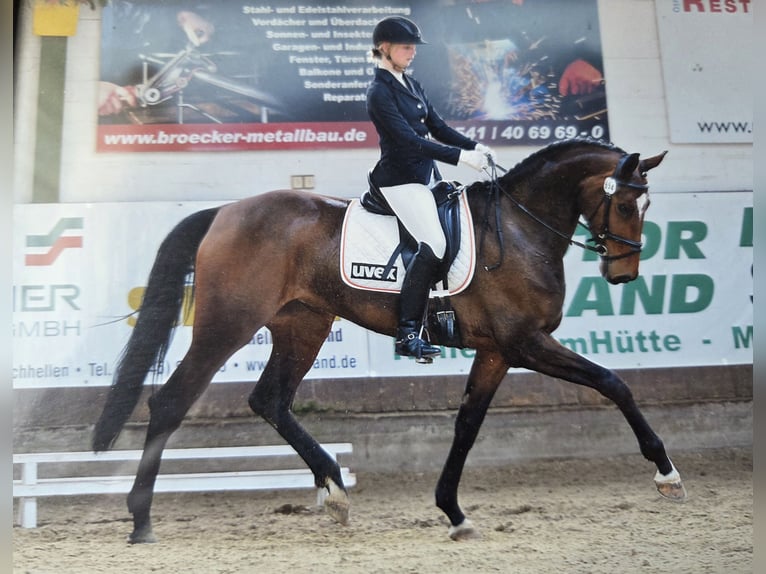 Hanoverian Mare 17 years 16.2 hh Brown in Wallenhorst