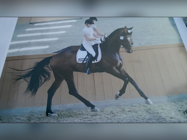 Hanoverian Mare 17 years 16.2 hh Brown in Wallenhorst