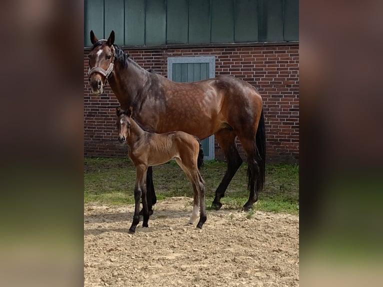 Hanoverian Mare 17 years 16,2 hh Brown in Haren