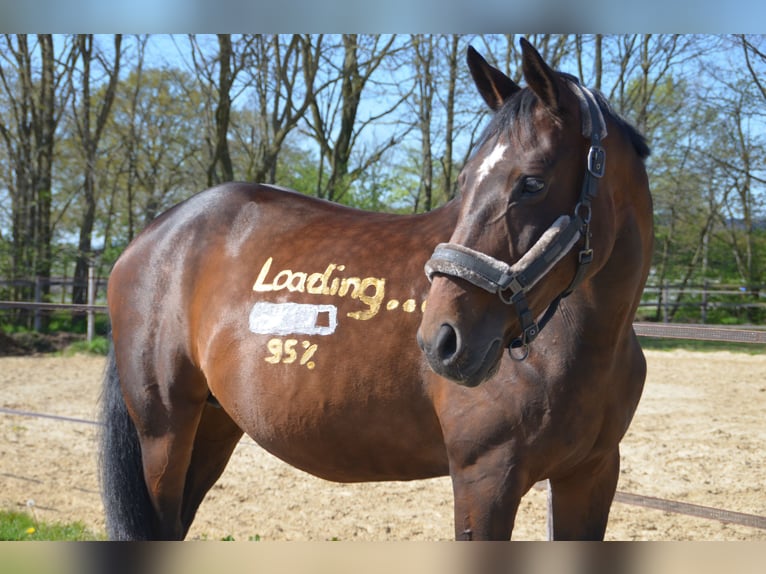 Hanoverian Mare 17 years 16,2 hh Brown in Haren