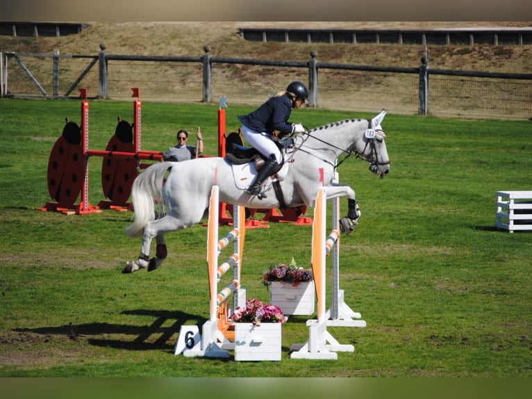 Hanoverian Mare 17 years 16,2 hh Gray in Gärtringen