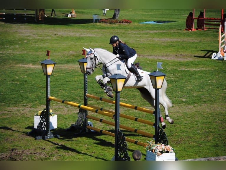 Hanoverian Mare 17 years 16,2 hh Gray in Gärtringen