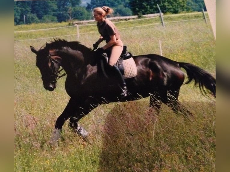 Hanoverian Mare 17 years 16,3 hh Bay-Dark in Raisting