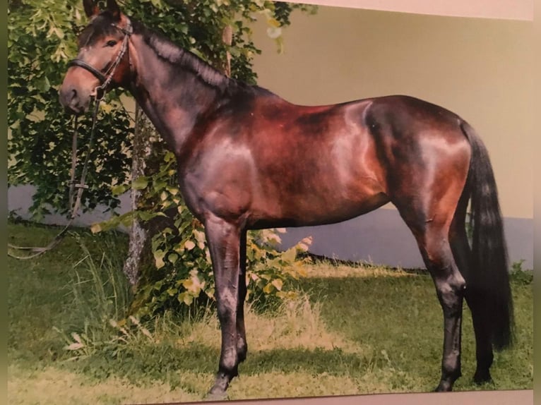 Hanoverian Mare 17 years 16,3 hh Bay-Dark in Raisting