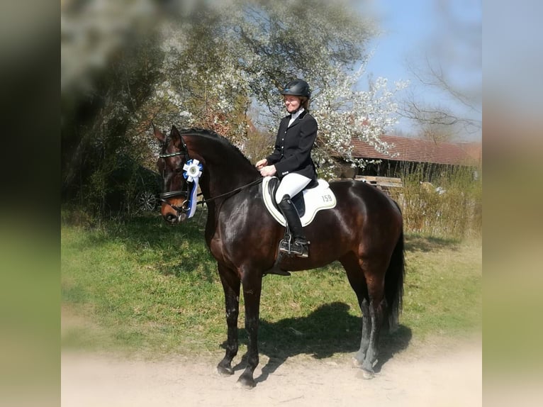 Hanoverian Mare 17 years 16,3 hh Bay-Dark in Raisting