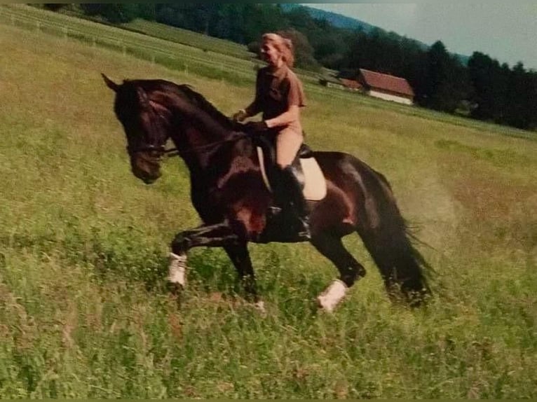 Hanoverian Mare 17 years 16,3 hh Bay-Dark in Raisting