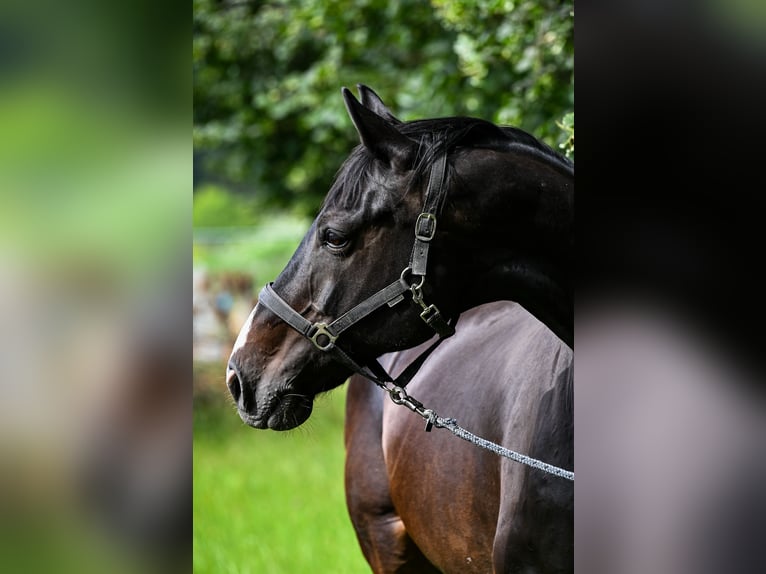 Hanoverian Mare 17 years 16.3 hh Bay-Dark in Reutte