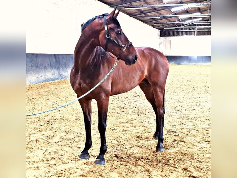 Hanoverian Mare 17 years 16,3 hh Brown in Jade