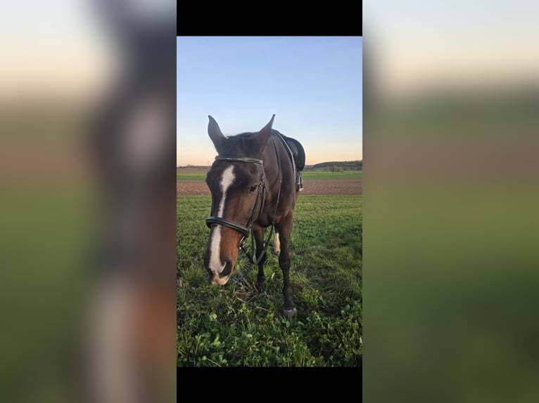 Hanoverian Mare 17 years 16.3 hh Brown in Gutenstetten