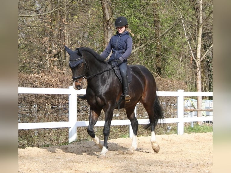 Hanoverian Mare 17 years 16 hh Bay-Dark in Elsendorf