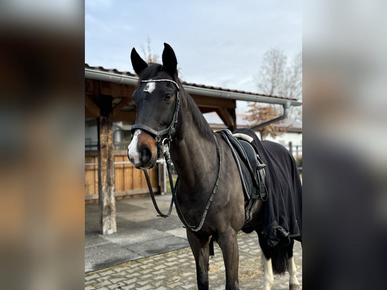 Hanoverian Mare 17 years 16 hh Bay-Dark in Elsendorf