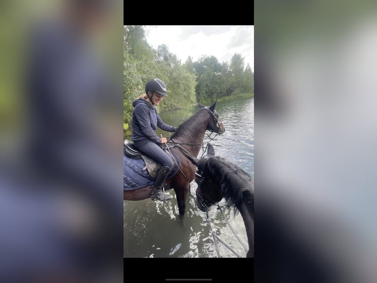 Hanoverian Mare 17 years 16 hh Bay-Dark in Elsendorf