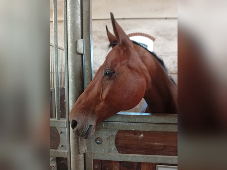 Hanoverian Mare 17 years 16 hh Bay-Dark in Leipzig