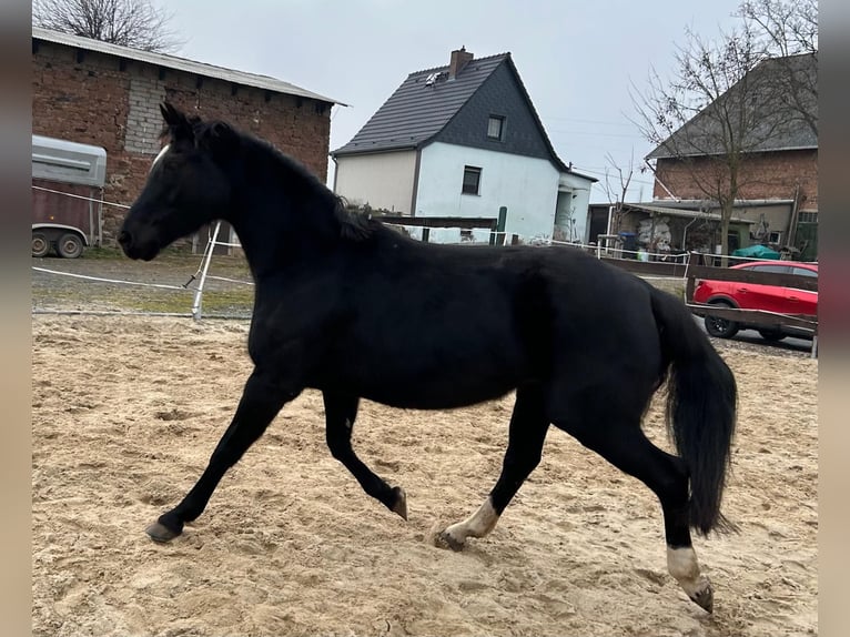 Hanoverian Mare 17 years 16 hh Black in M&#xF6;llendorfMansfeld