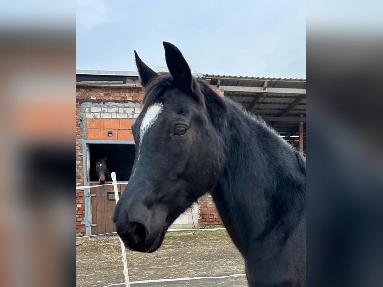 Hanoverian Mare 17 years 16 hh Black in M&#xF6;llendorfMansfeld