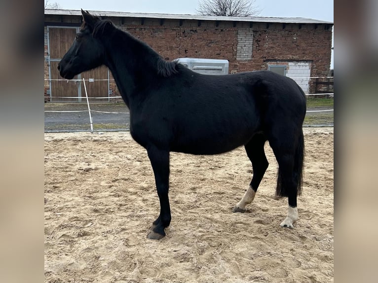 Hanoverian Mare 17 years 16 hh Black in M&#xF6;llendorfMansfeld