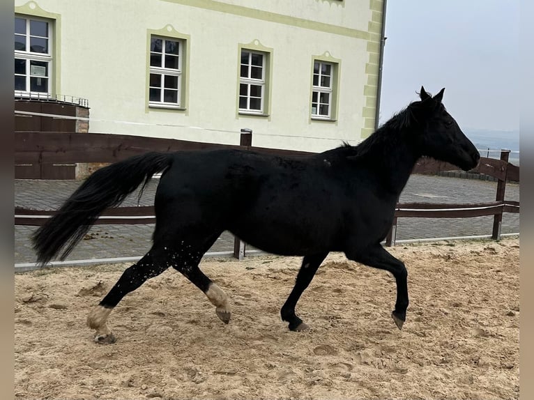 Hanoverian Mare 17 years 16 hh Black in M&#xF6;llendorfMansfeld