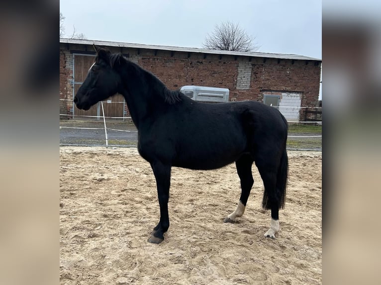 Hanoverian Mare 17 years 16 hh Black in M&#xF6;llendorfMansfeld